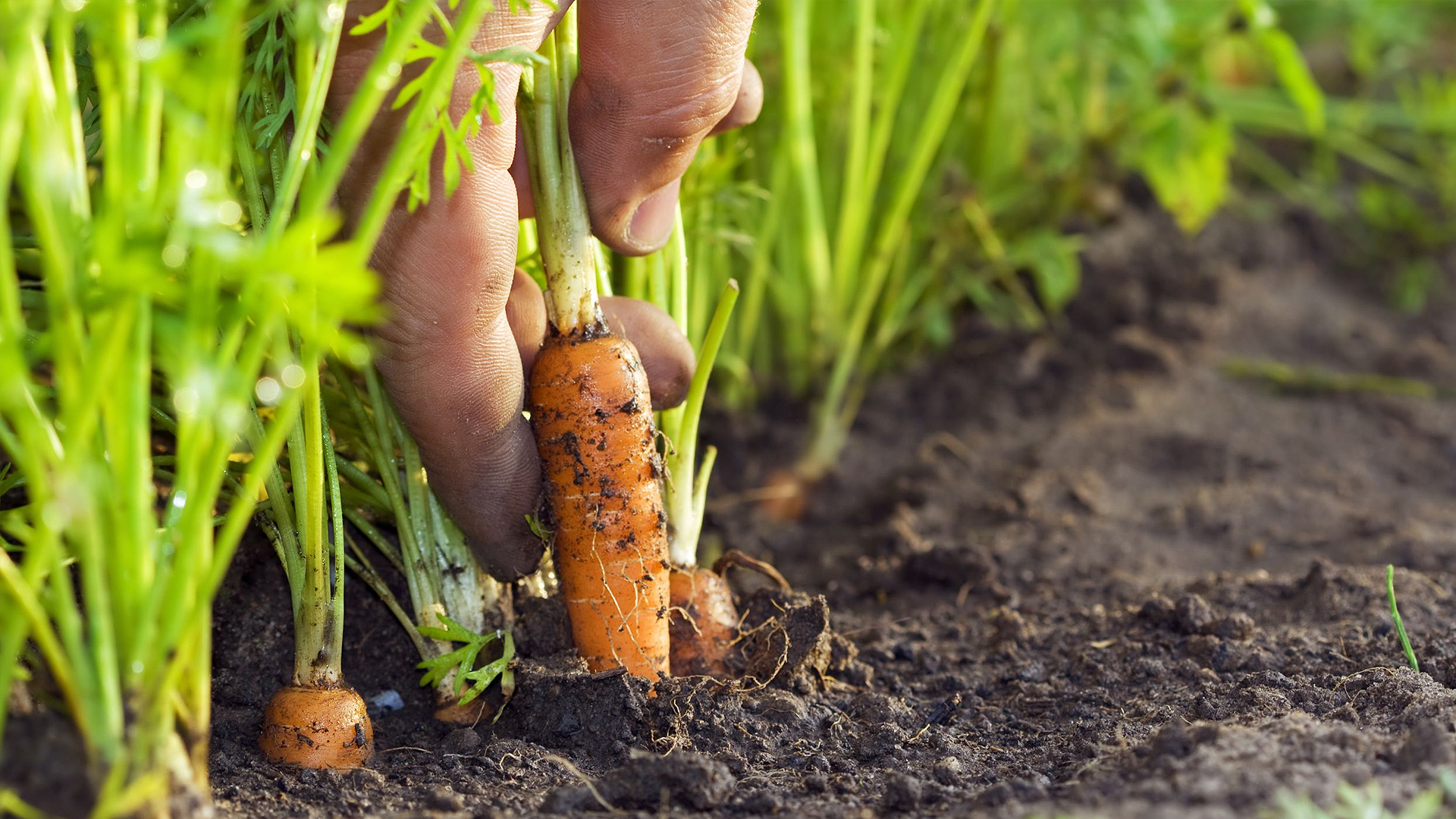 carrots