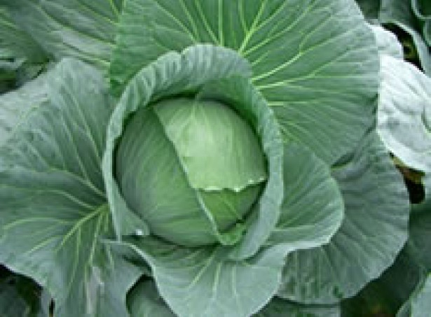Cabbages